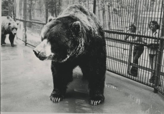 BEAR EXCESS World's biggest bear 'Clyde' weighed over 2,000lbs and was 9ft tall - and lived with best mate 'Bonnie</p>
<p>Clyde was an Alaskan Kodiak bear housed at the Dakota Zoo from 1965 until his death in 1987. At over 9 feet tall, he was reportedly the largest bear ever held in captivity.</p>
<p>Clyde, together with his later companion Bonnie, were arguably the Dakota Zoos single-most popular attraction to date. His status is that of an icon for the zoo.</p>
<p>Taken without permission