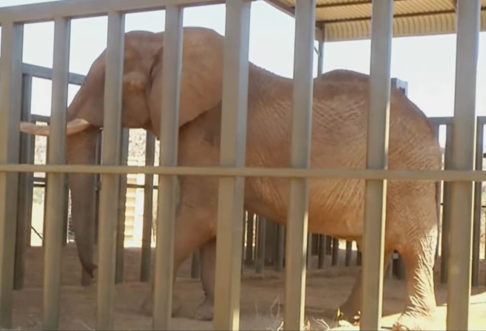 an elephant is behind bars in a cage