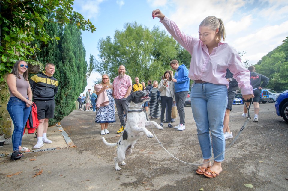 a woman in a pink shirt is walking a dog on a leash