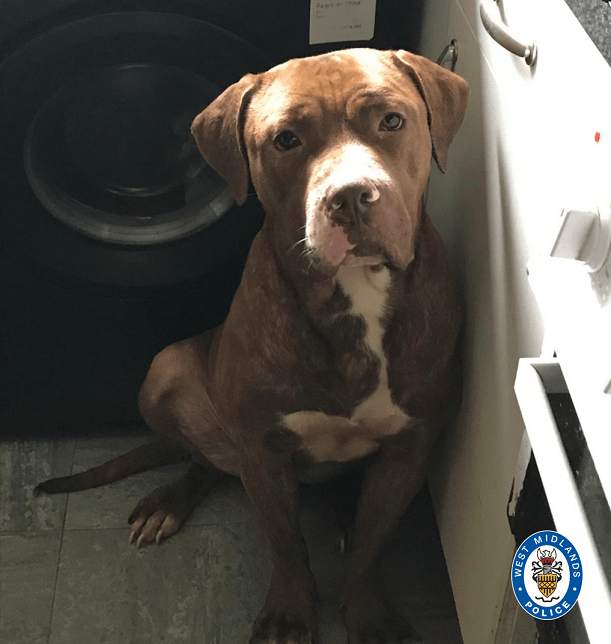 a brown and white dog is sitting in front of a washing machine and a sign that says west midlands police