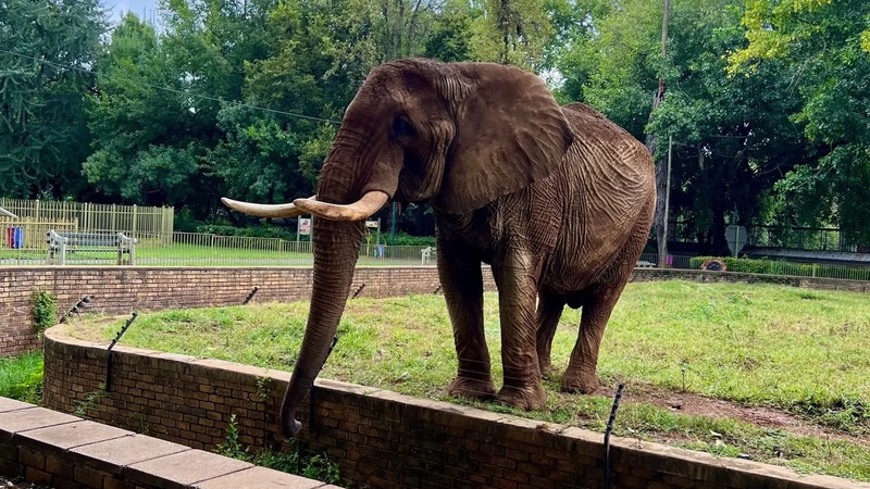 a large brown elephant standing on top of a brick wall