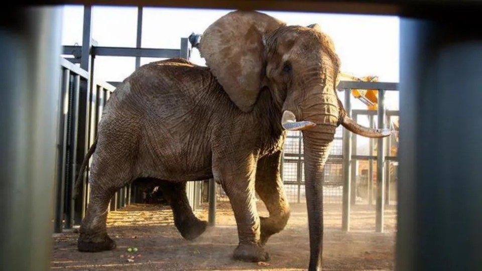an elephant is standing in a cage at a zoo .