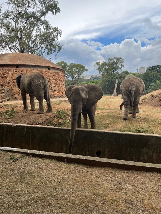 three elephants are standing next to each other in a zoo enclosure
