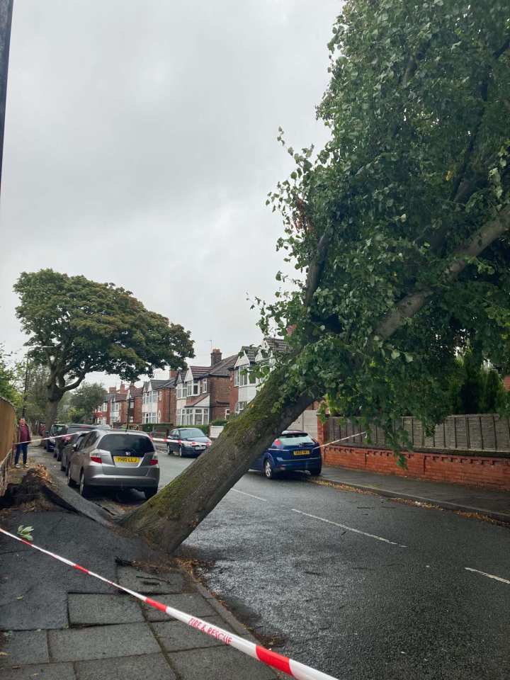a tree that has fallen on the side of the road
