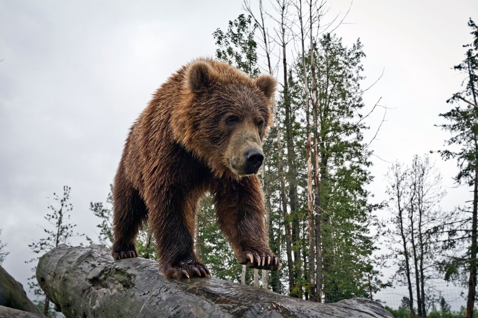 Zodiac bears are the biggest bears in the world