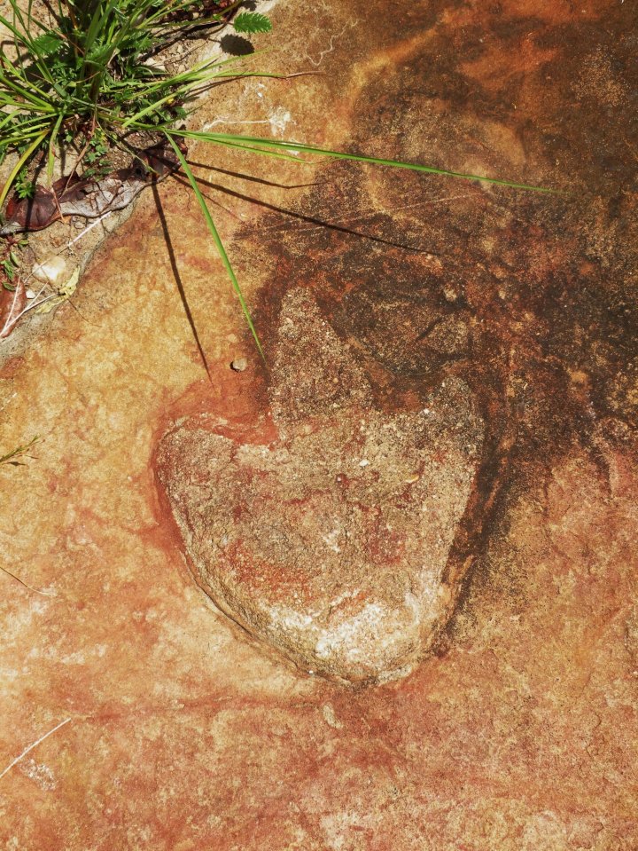 a rock with a plant growing out of it