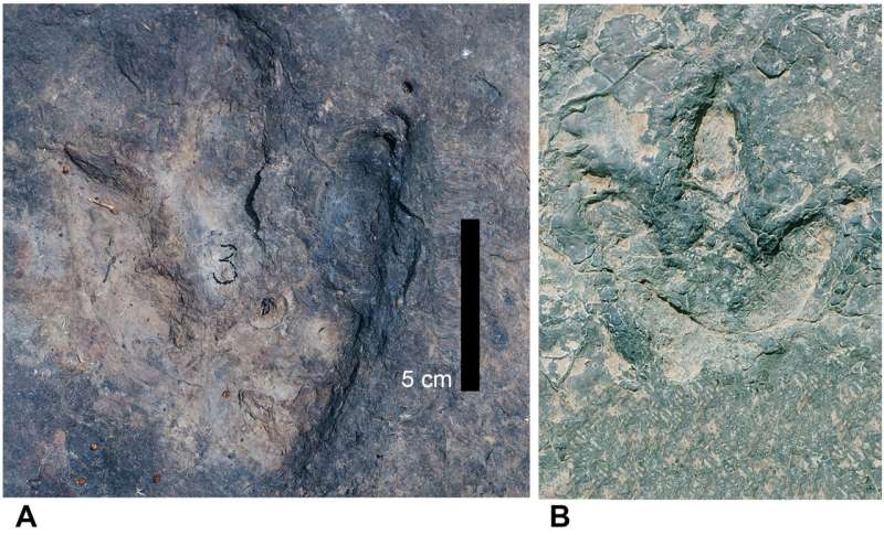 a picture of a rock with a ruler next to it that says 5 cm