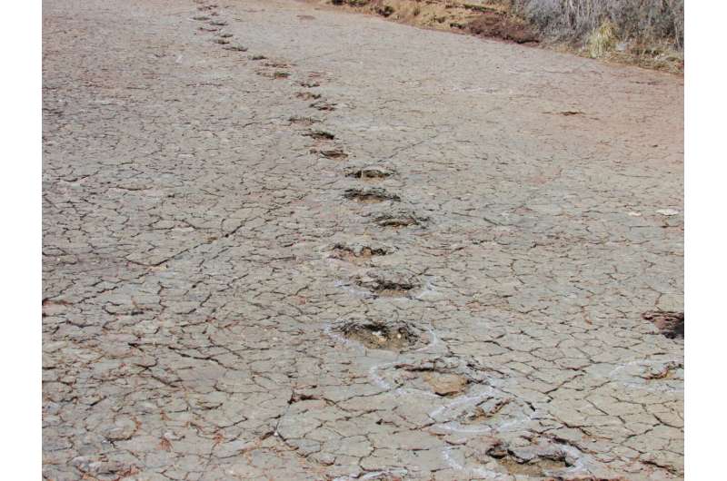 a row of footprints on a dirt road