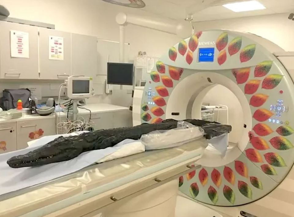 a siemens ct scan machine with leaves on it