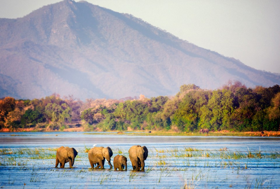Zambia's elephant orphanage shows the country's dedication to their rich wildlife
