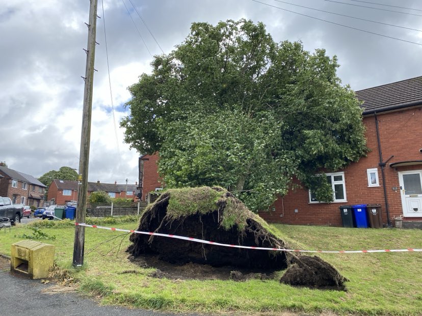 a tree that has fallen in front of a brick house