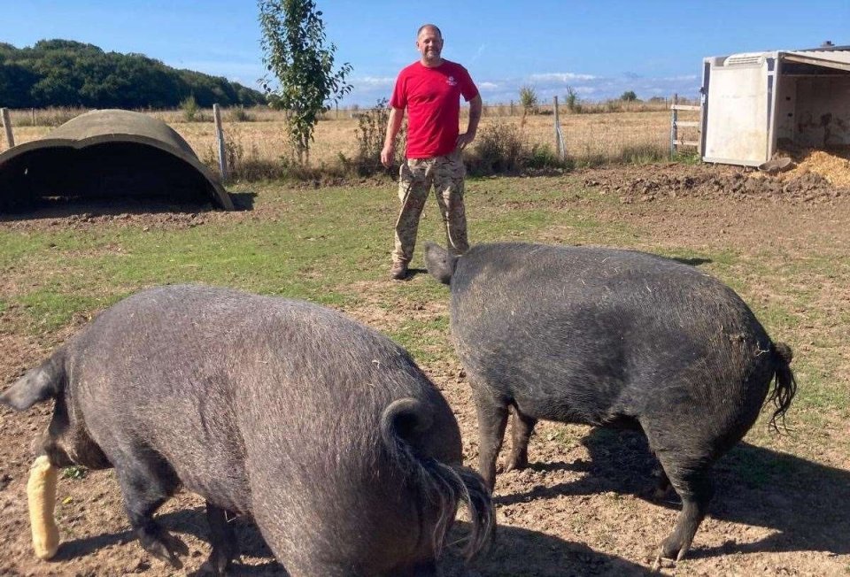 a man in a red shirt stands next to two pigs