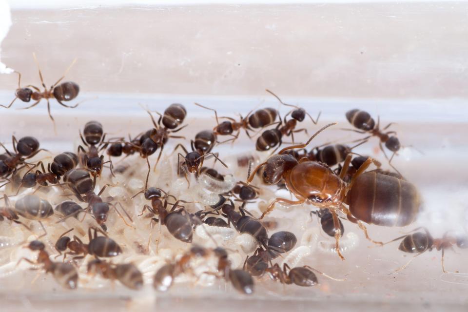 a group of ants are gathered together in a clear container