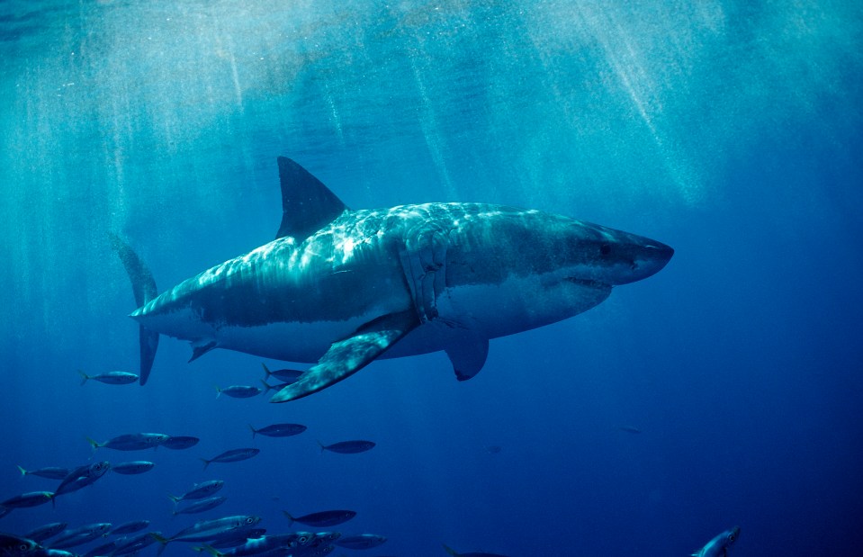 (GERMANY OUT) Great White Shark, Carcharodon carcharias, USA, California, Pacific Ocean, Farallon Island, San Francisco Bay (Photo by Reinhard Dirscherl/ullstein bild via Getty Images)