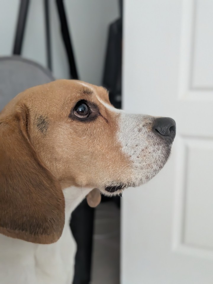 a close up of a brown and white dog 's face