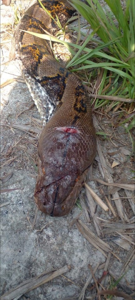 The python responsible for crushing the nan to her death