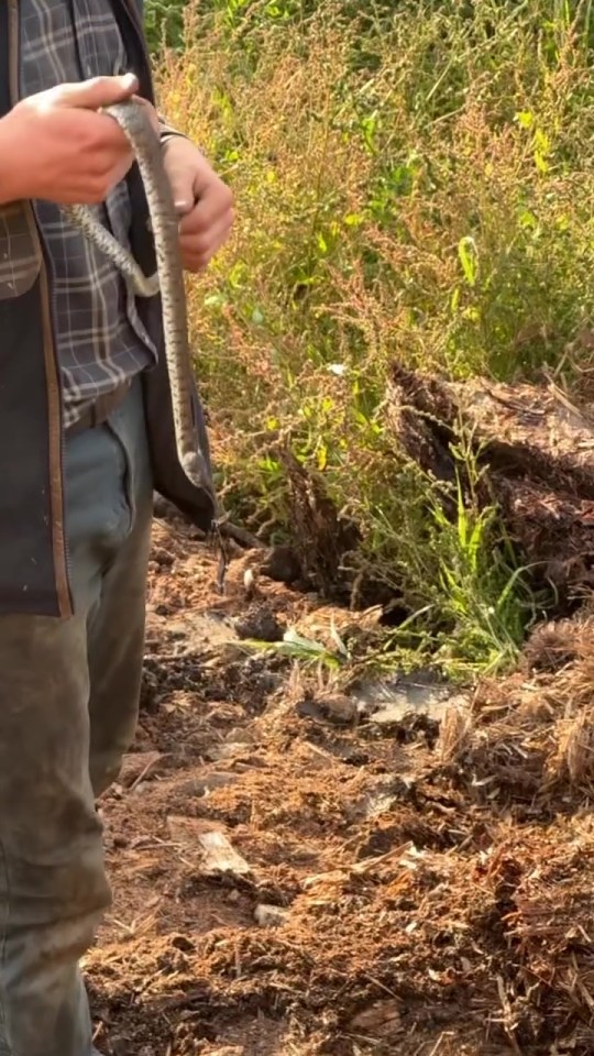 a man in a plaid shirt is holding a snake in his hands