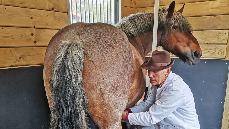 a man in a hat is examining the back of a brown horse