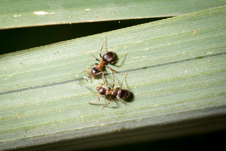 two ants are crawling on a green leaf