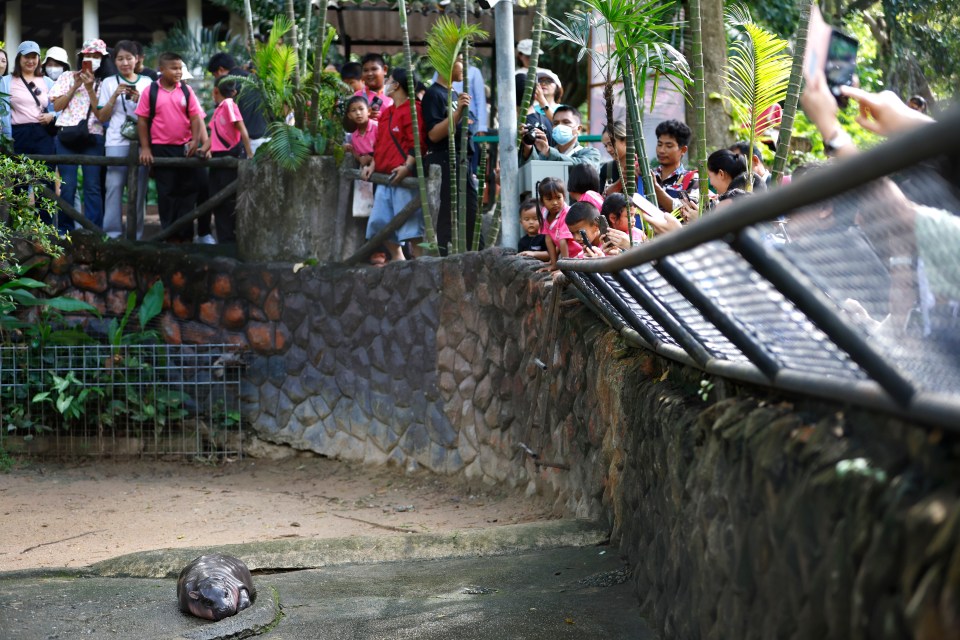 a group of people looking at a crocodile behind a fence