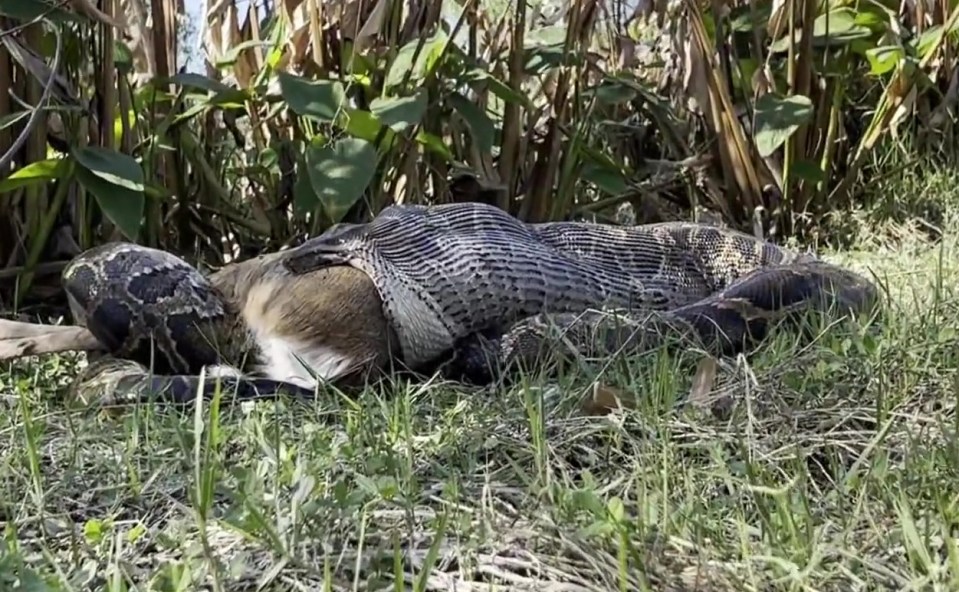 a large snake is laying in the grass eating a smaller snake