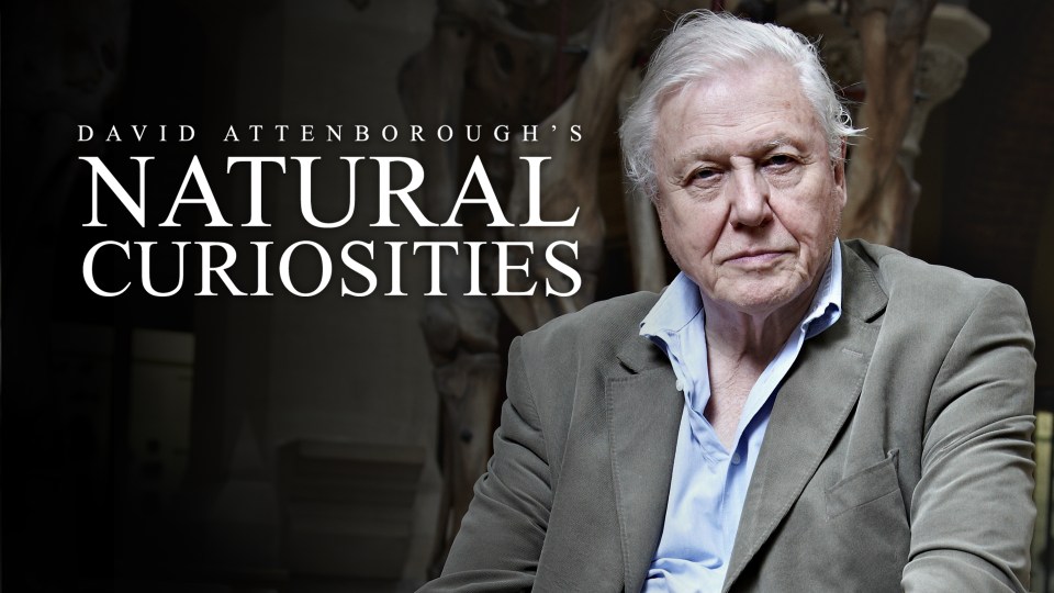a poster for david attenborough 's natural curiosities