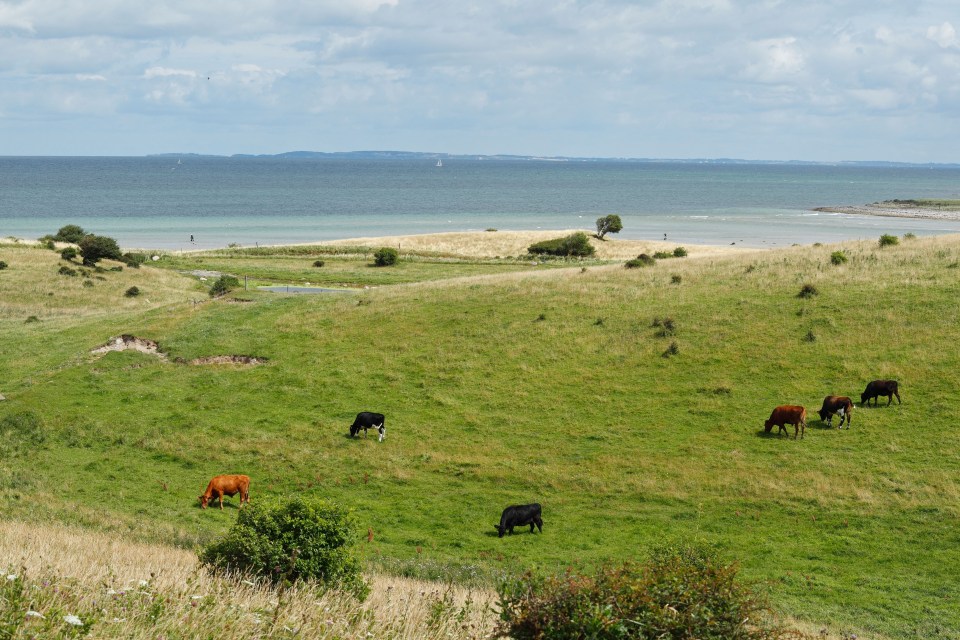 cows grazing in a grassy field with the ocean in the background