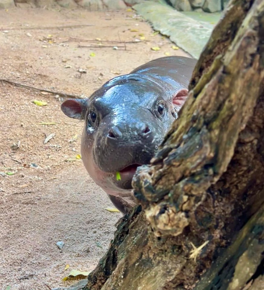 a hippopotamus peeking out from behind a tree