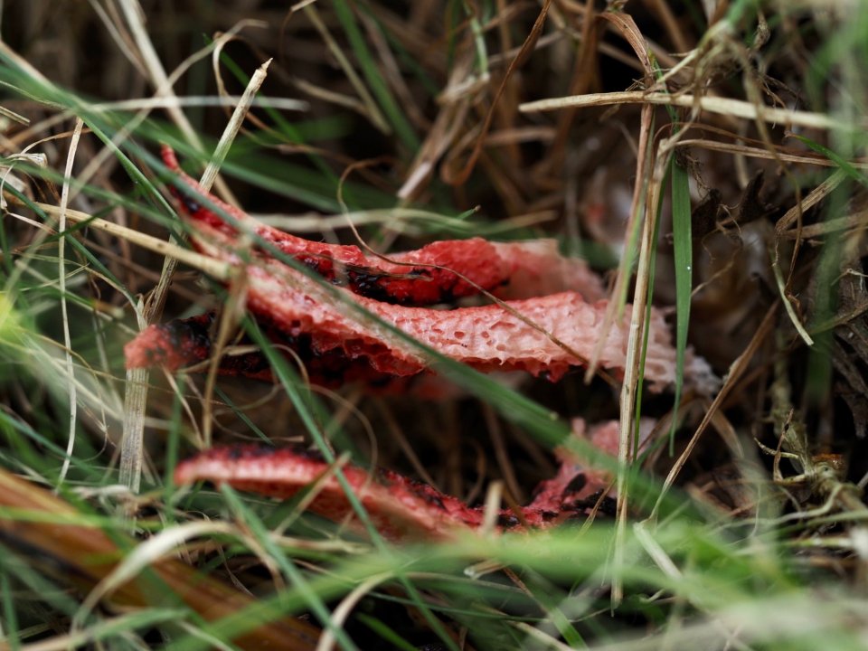 a close up of a red object in the grass
