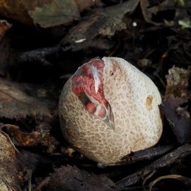a close up of a mushroom growing out of the ground .