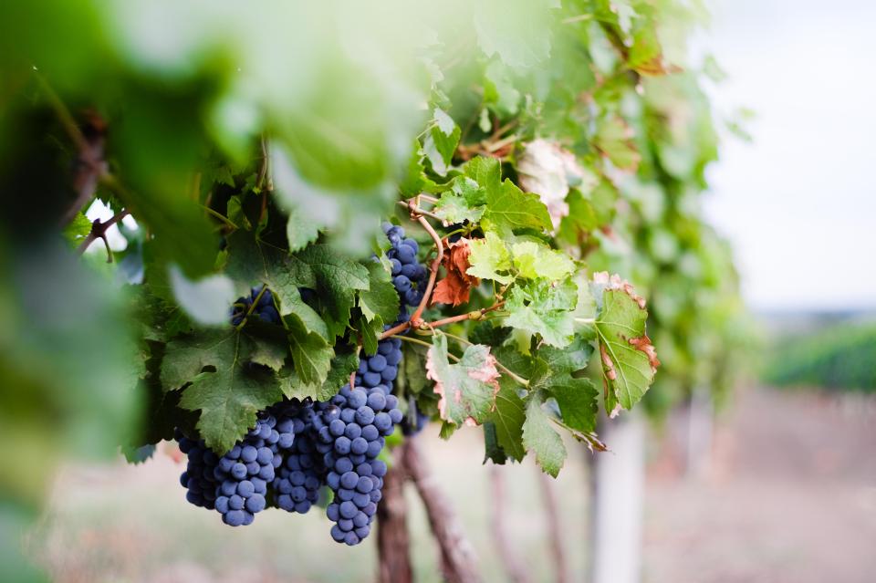 a bunch of grapes hanging from a vine with green leaves