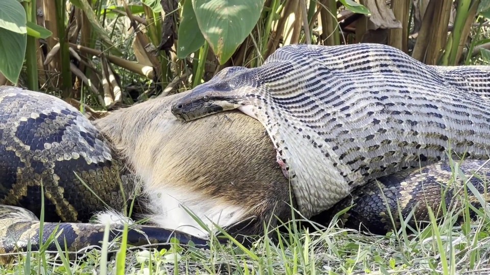 a large snake is eating a smaller snake in the grass
