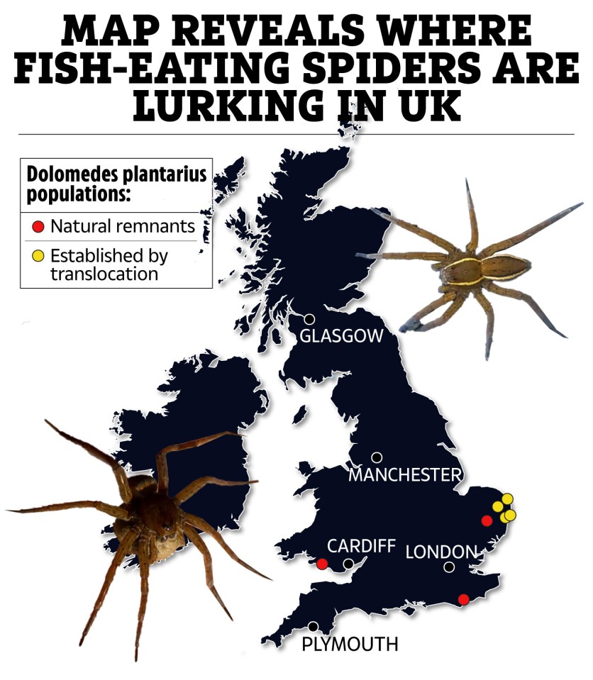 a map shows where fish-eating spiders are lurking in the uk