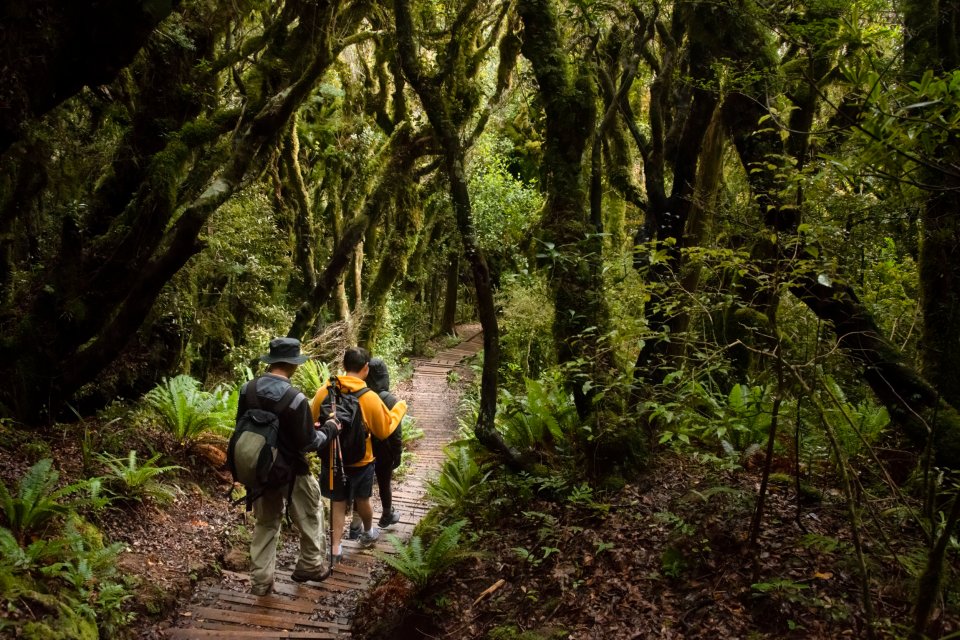 a group of people walking through a lush green forest