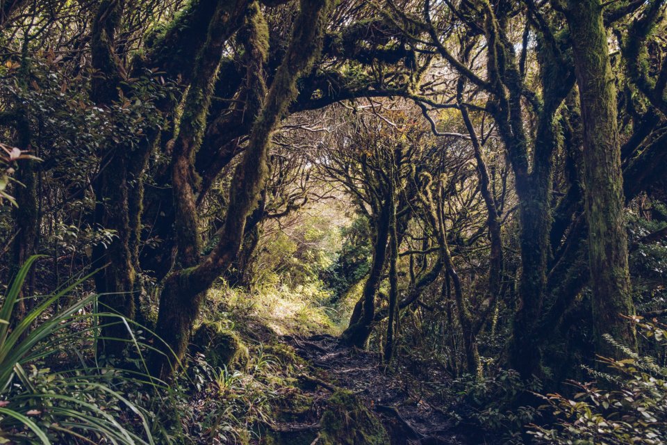 a dark forest with trees covered in moss and ferns