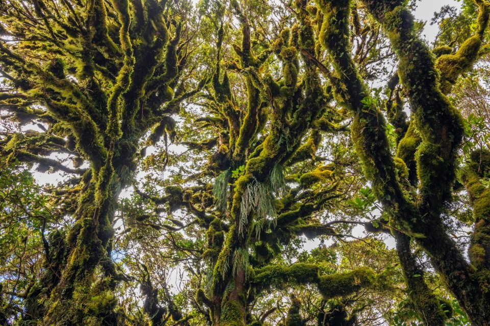 a forest with lots of trees covered in moss