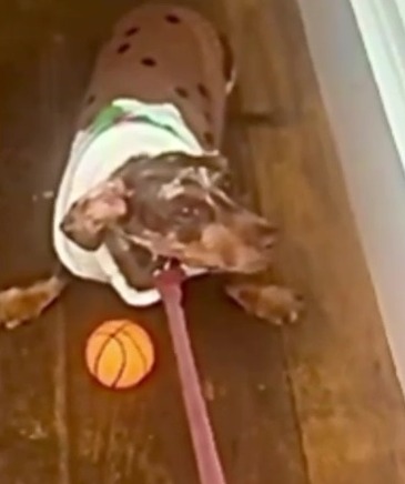 'Welcome to the world of Dogfluencing!'