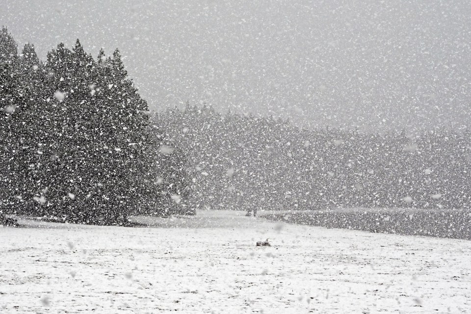 snow is falling in a field with trees in the background