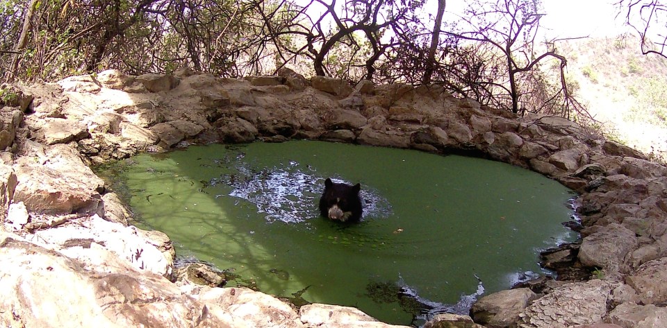 a picture of a bear in a pond taken on february 20th