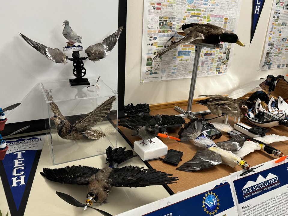 a display of birds and a sign that says new mexico tech