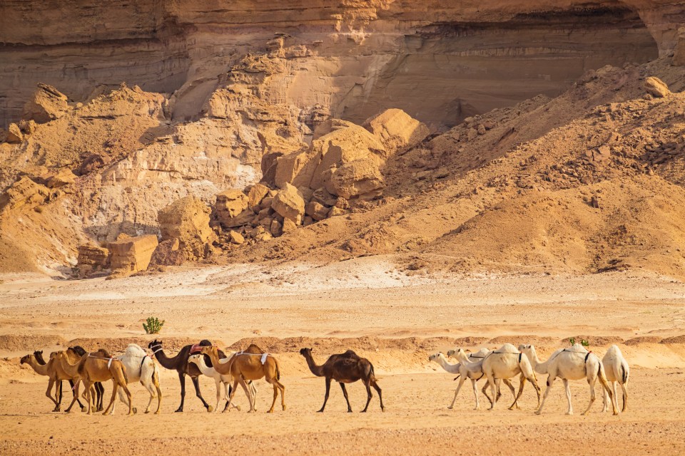 a herd of camels are walking in the desert