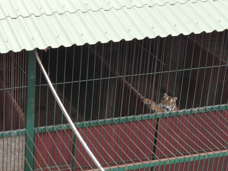 Tiger farms breed big cats for food