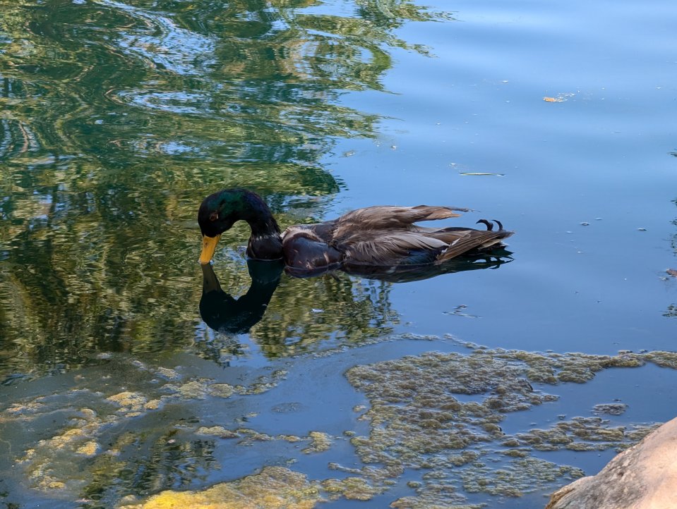 a duck with a yellow beak is swimming in a pond