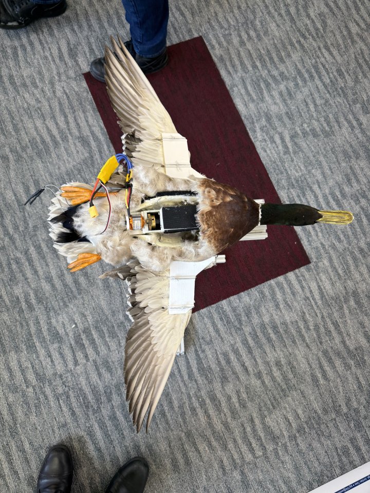a duck with a remote control attached to its wings