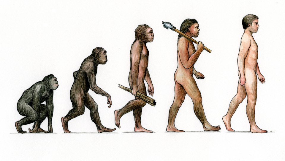a drawing of the evolution of man from monkey to man