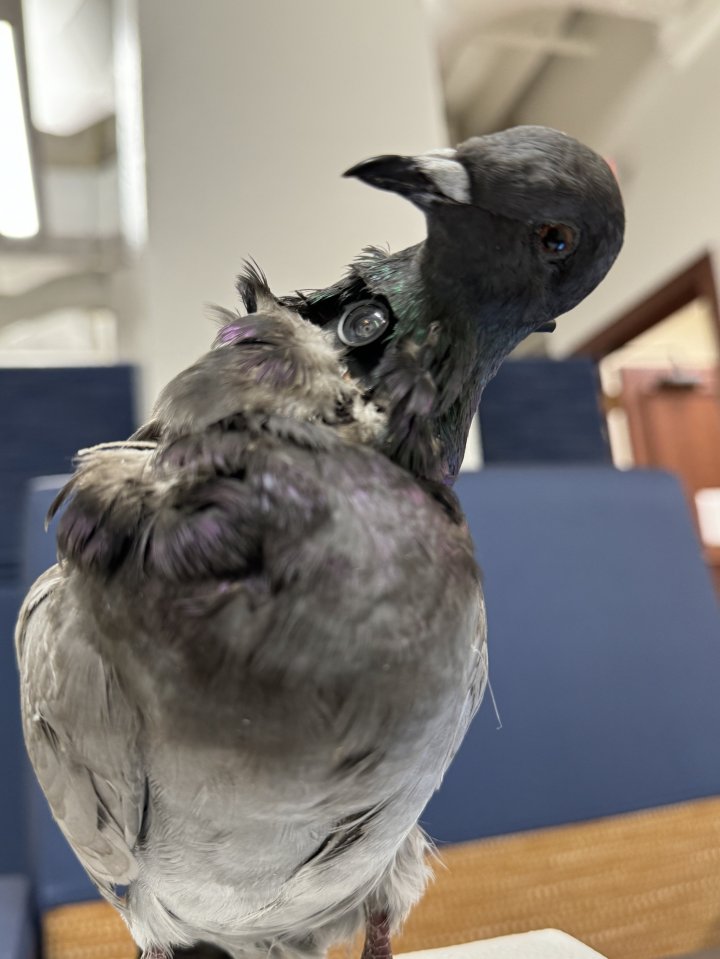 a pigeon with a ring around its neck looks at the camera
