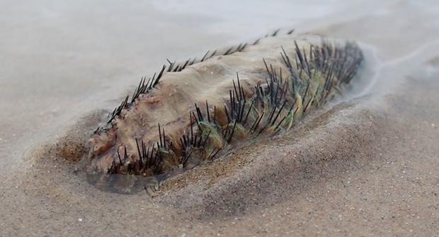 a sea urchin is laying on the sand on the beach .