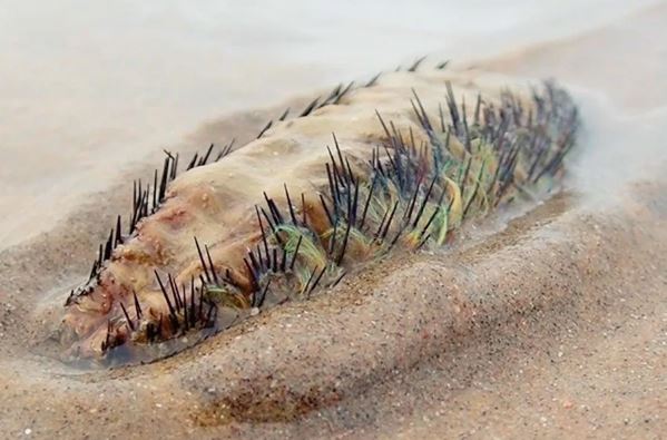 a sea urchin is laying in the sand on the beach .