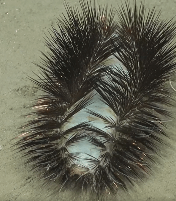 a close up of a sea urchin on a sandy surface