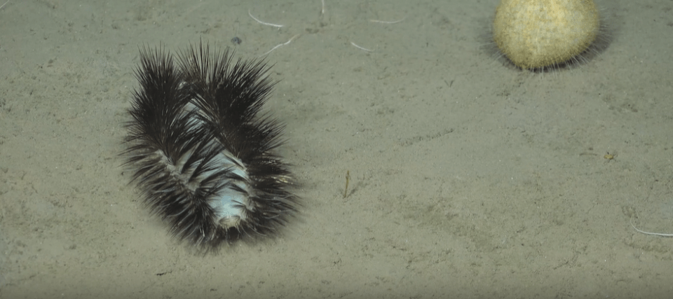 a black and white feather is laying on the sand